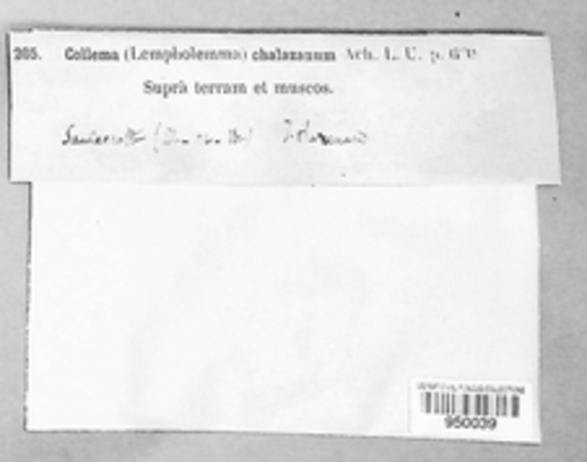Lempholemma chalazanum image